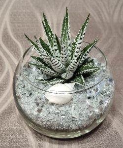 Haworthia albina u blještavoj haljini S 2