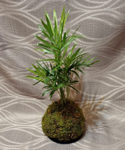 Kokedama palma