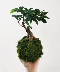 kokedama-ficus-ginseng